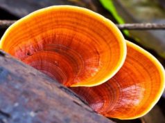Reishi houba a zdraví