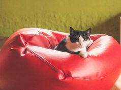 Sedací vak jako netradiční křeslo do vaší pracovny či obýváku